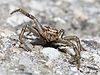 Xysticus cristatus, A Estrada, Galicia, Spain
